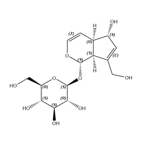 Show details for Aucubine Picture of Aucubine