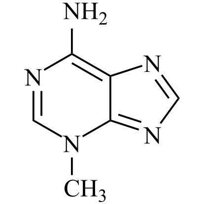 Show details for 3-Methyl Adenine Picture of 3-Methyl Adenine