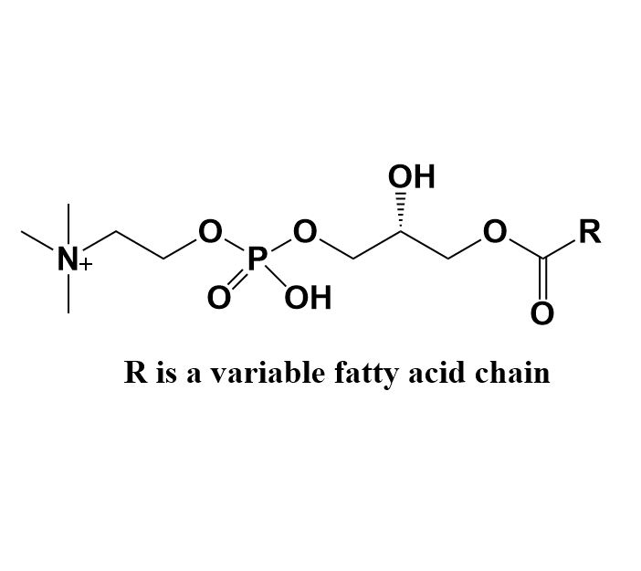 Picture of Lysophosphatidylcholine